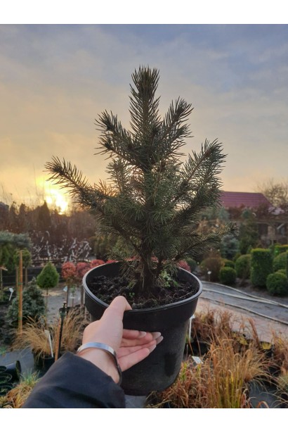 Зимове забарвлення, тьмяне не виразне, а в травні молоді прирости вже блакитного кольору
